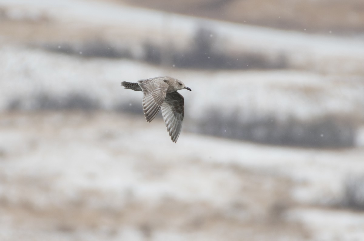 Iceland Gull (Thayer's) - ML646544941