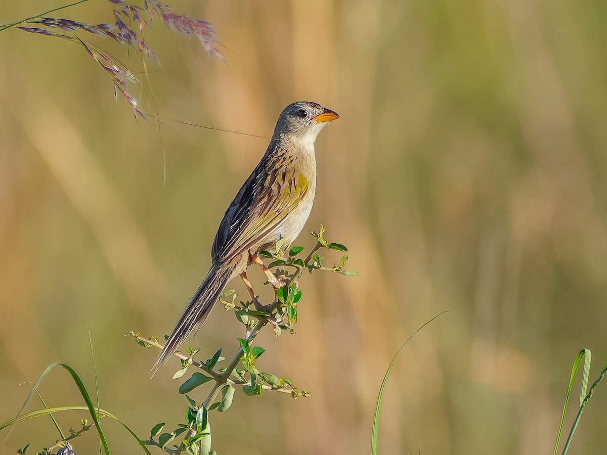 Wedge-tailed Grass-Finch - ML646544942