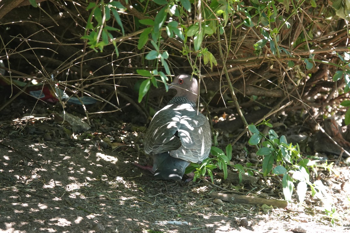 Picazuro Pigeon - ML646544944