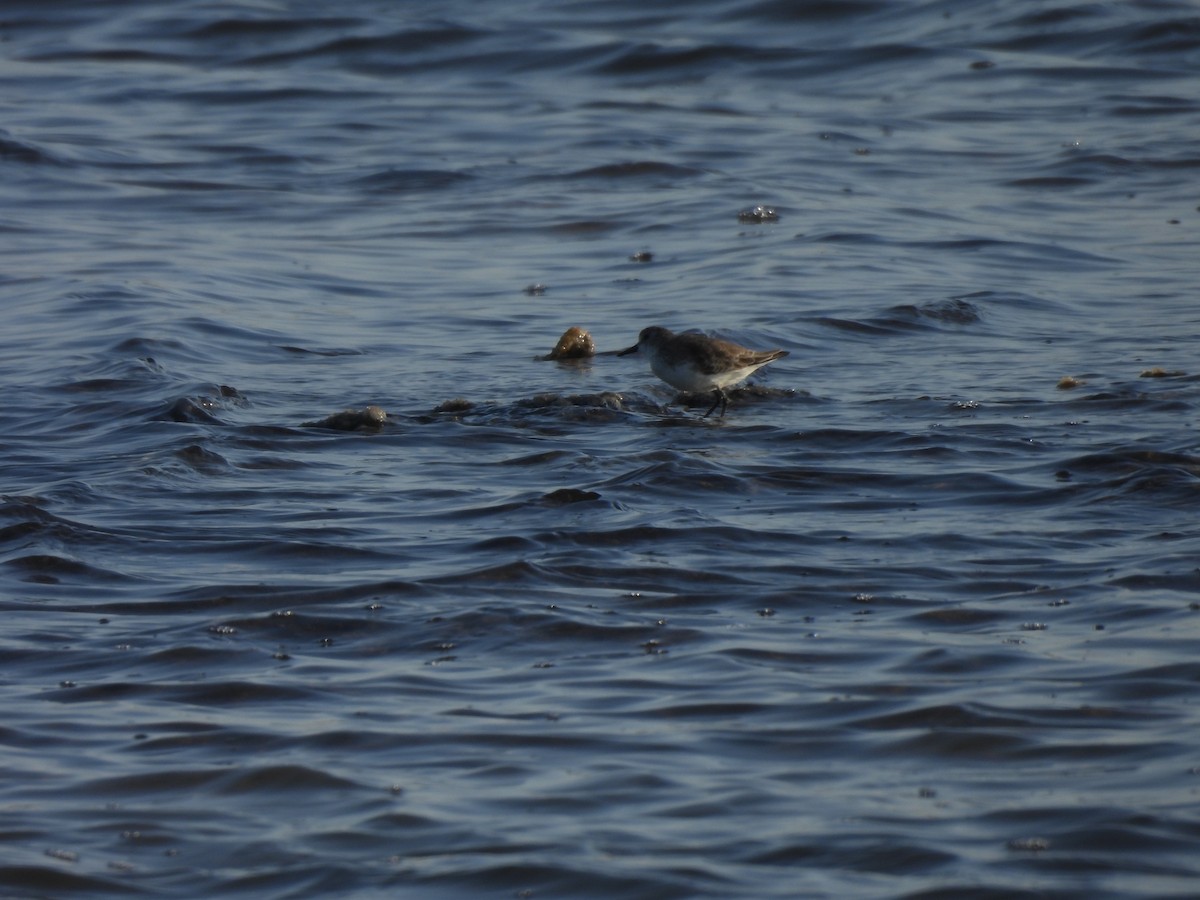 חופית אמריקנית - ML646544946