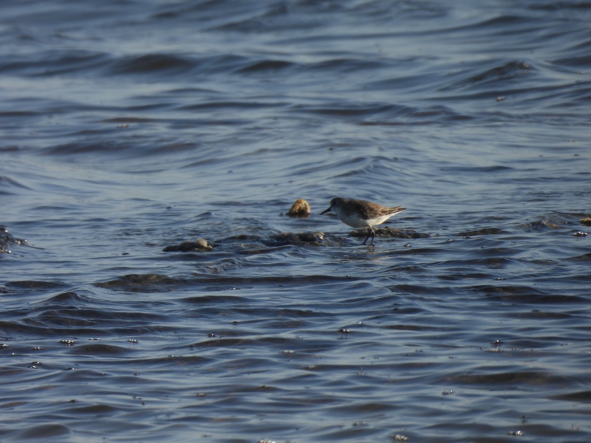 חופית אמריקנית - ML646544947