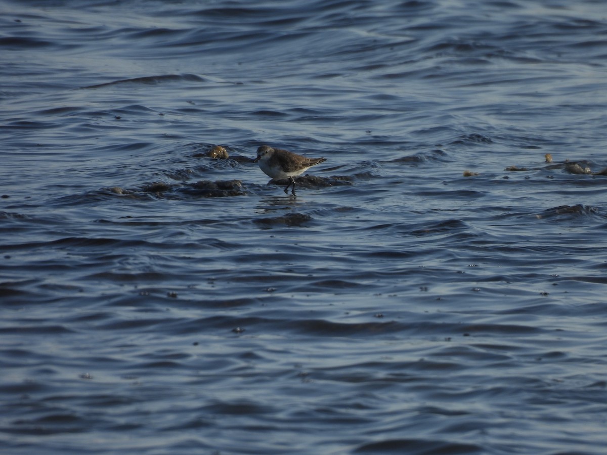 חופית אמריקנית - ML646544948