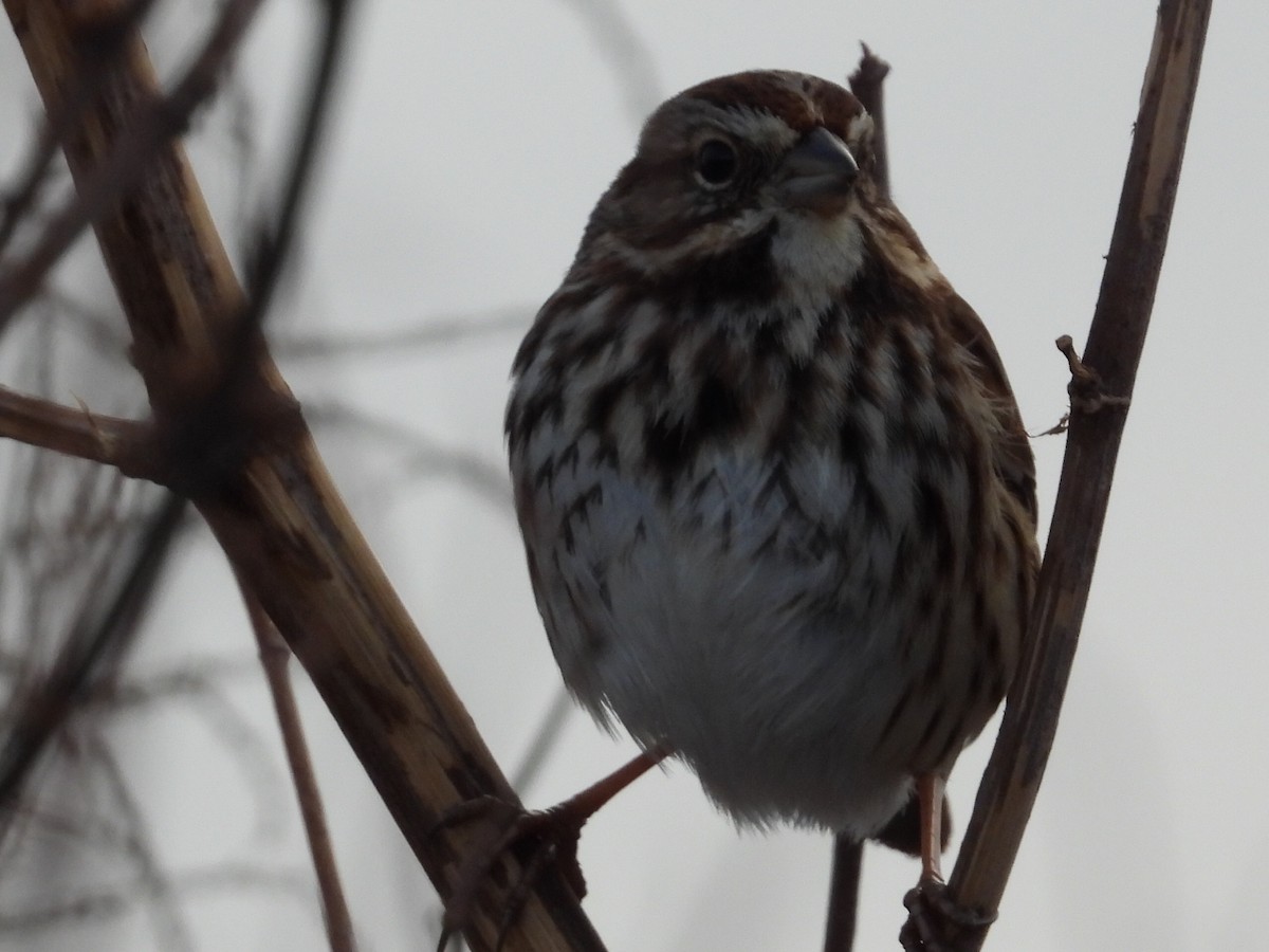 Song Sparrow - ML646544949