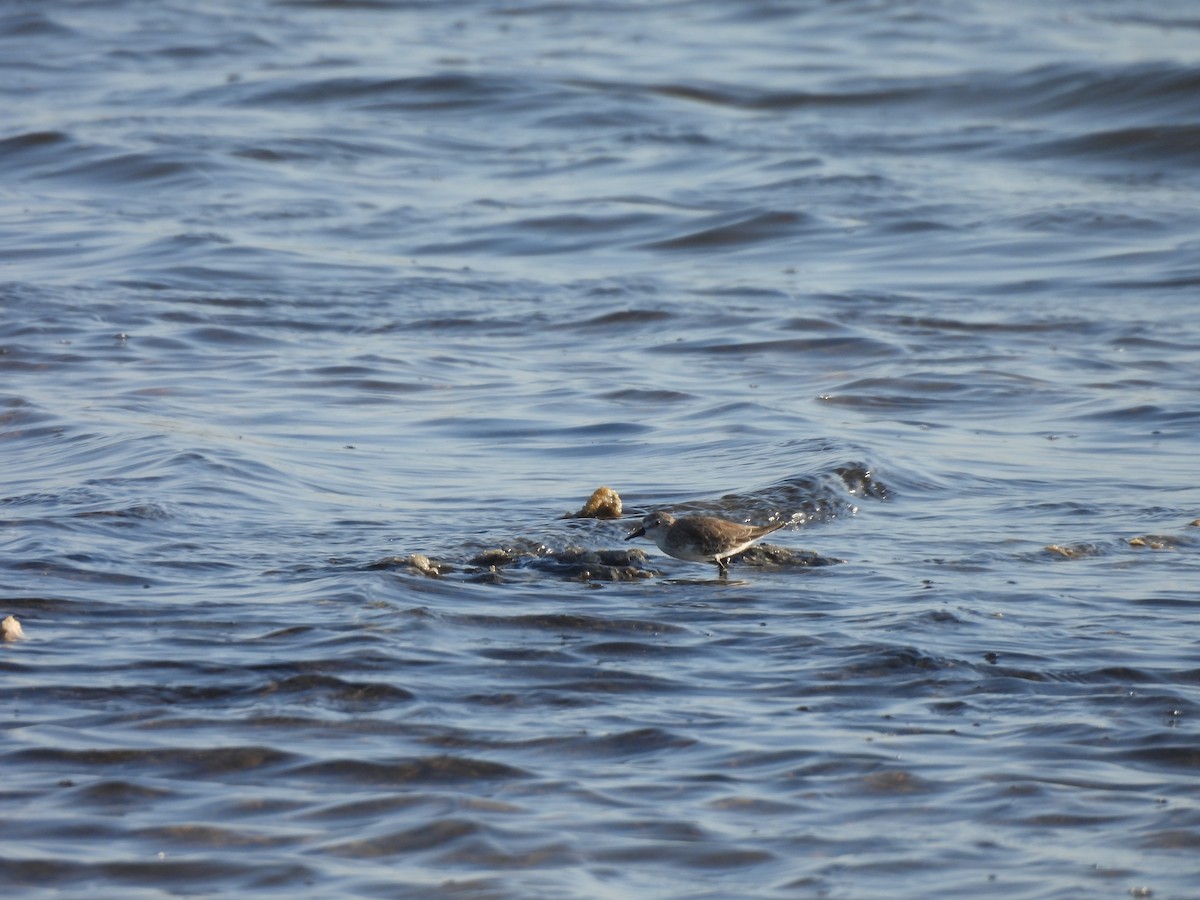 חופית אמריקנית - ML646544950