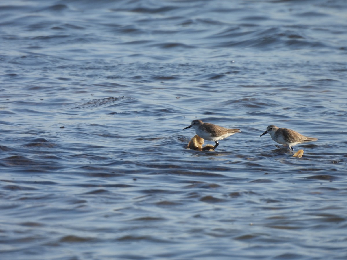 חופית אמריקנית - ML646544952