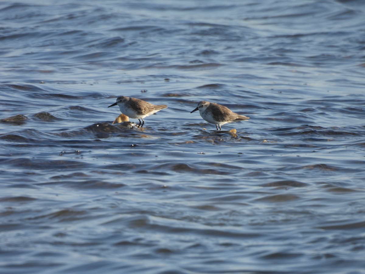 חופית אמריקנית - ML646544953