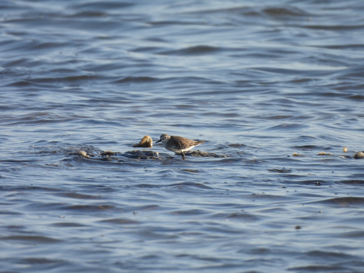 חופית אמריקנית - ML646544954