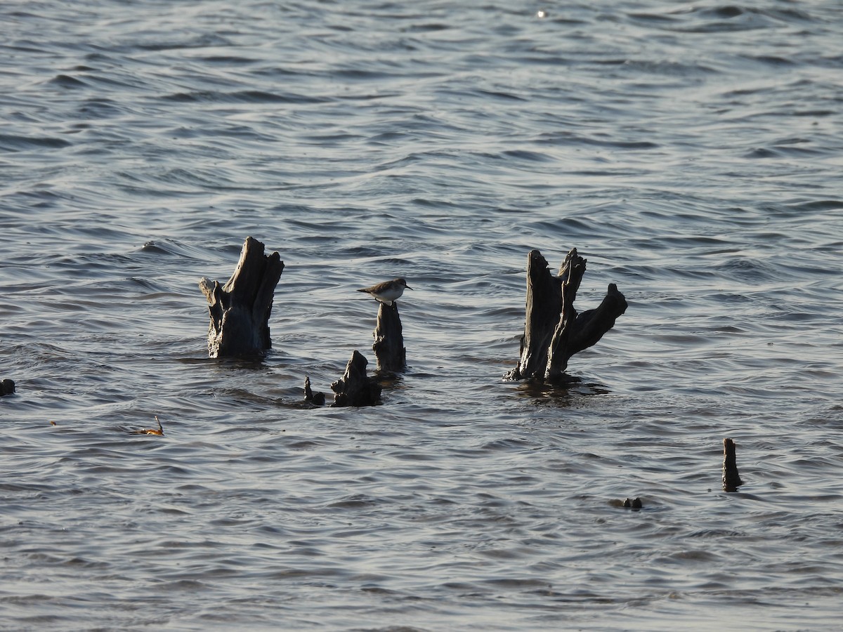 חופית אמריקנית - ML646544955