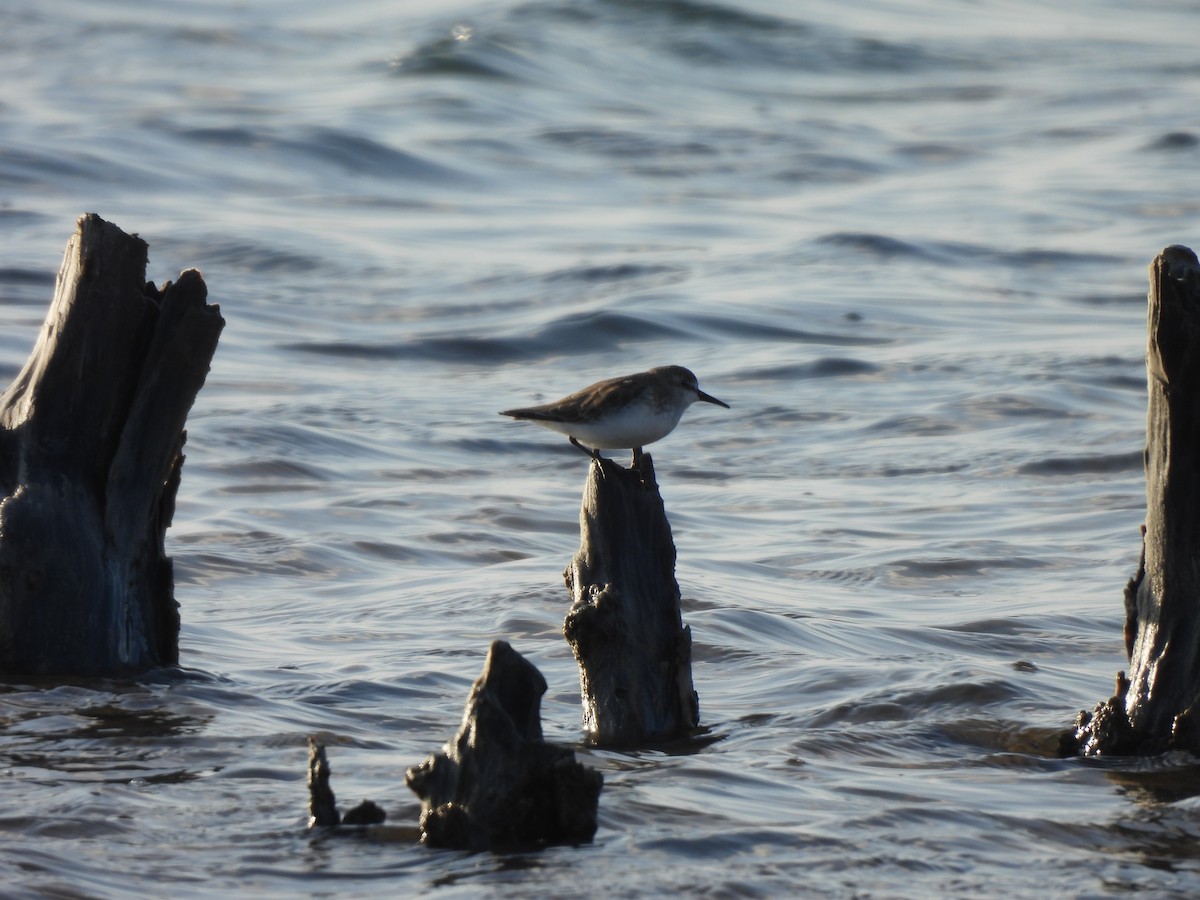 חופית אמריקנית - ML646544956