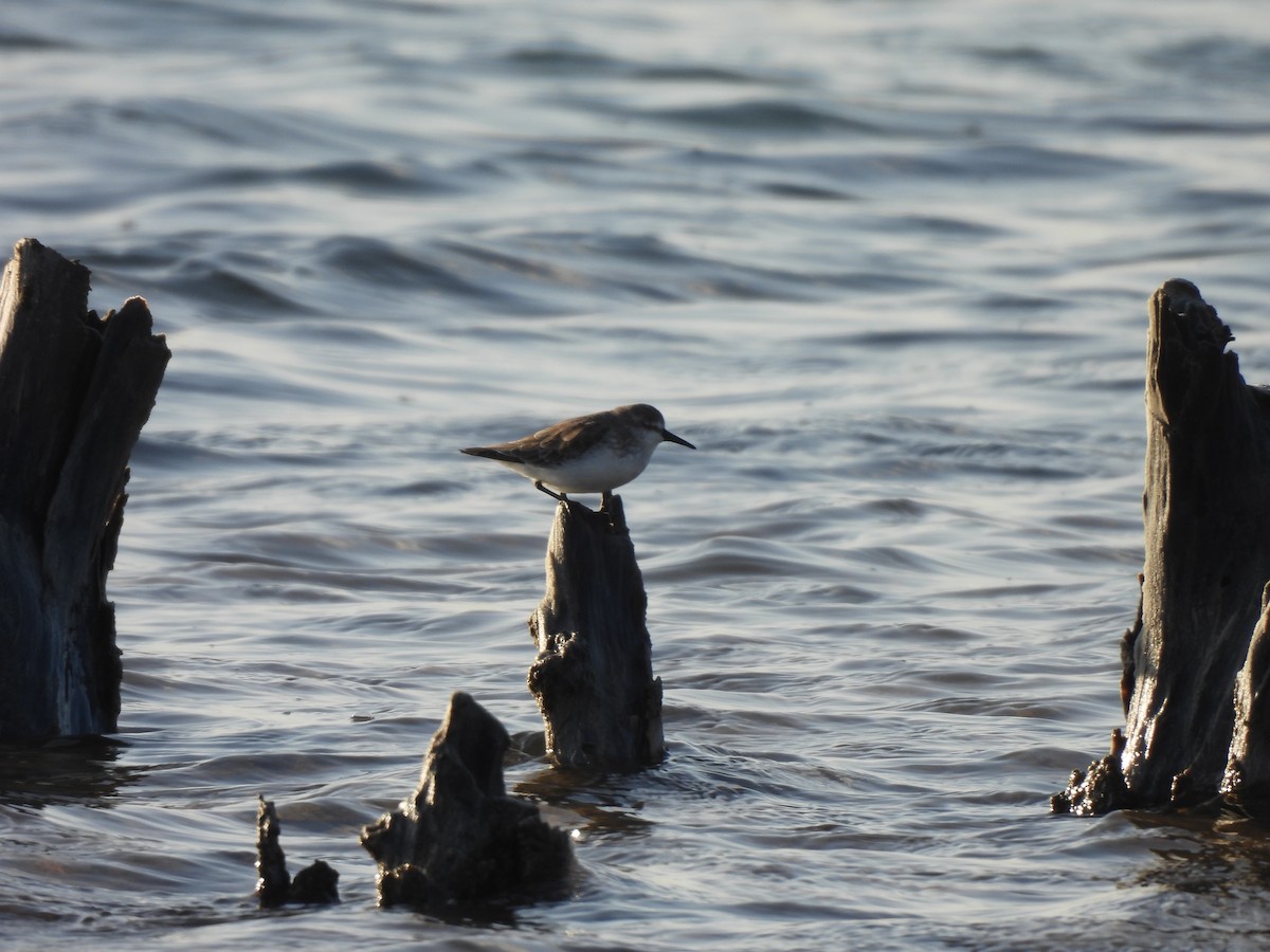חופית אמריקנית - ML646544957