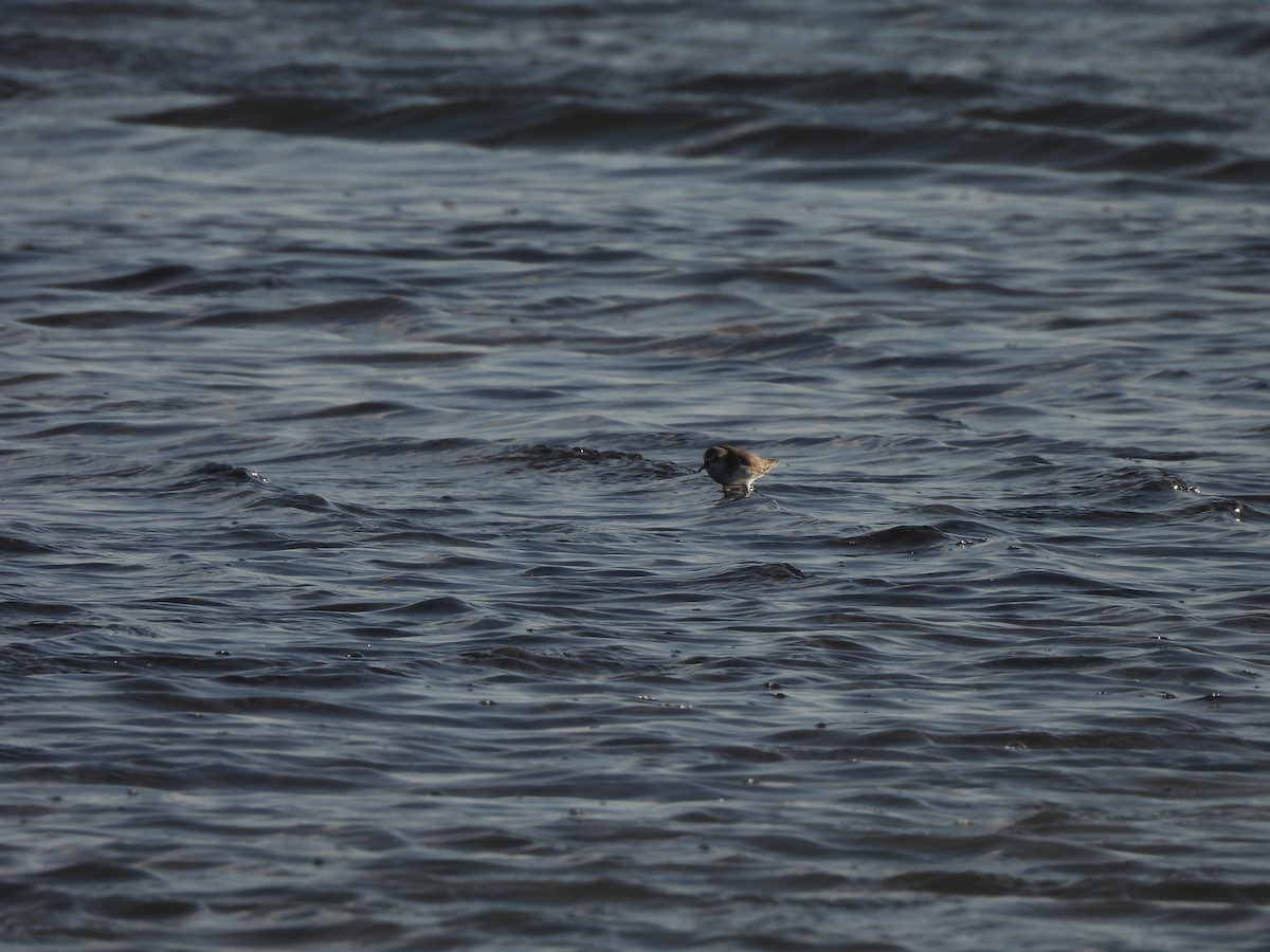 חופית אמריקנית - ML646544958