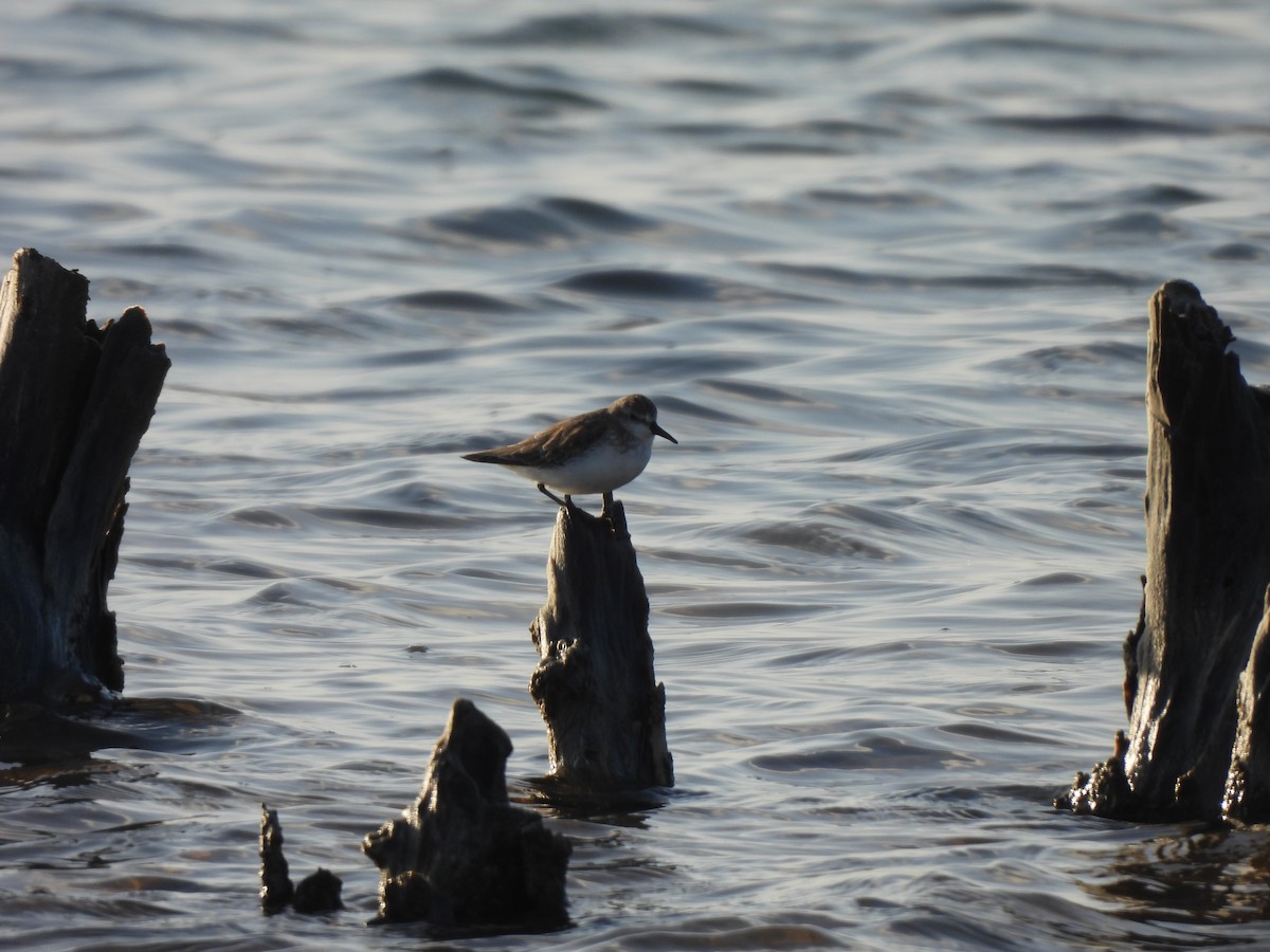 חופית אמריקנית - ML646544959