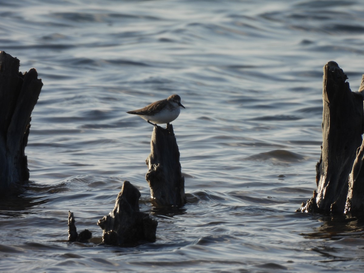 חופית אמריקנית - ML646544960