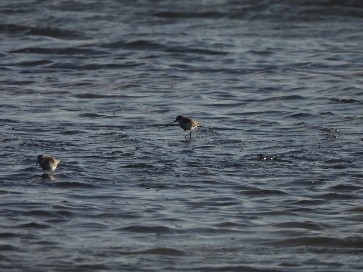 חופית אמריקנית - ML646544961