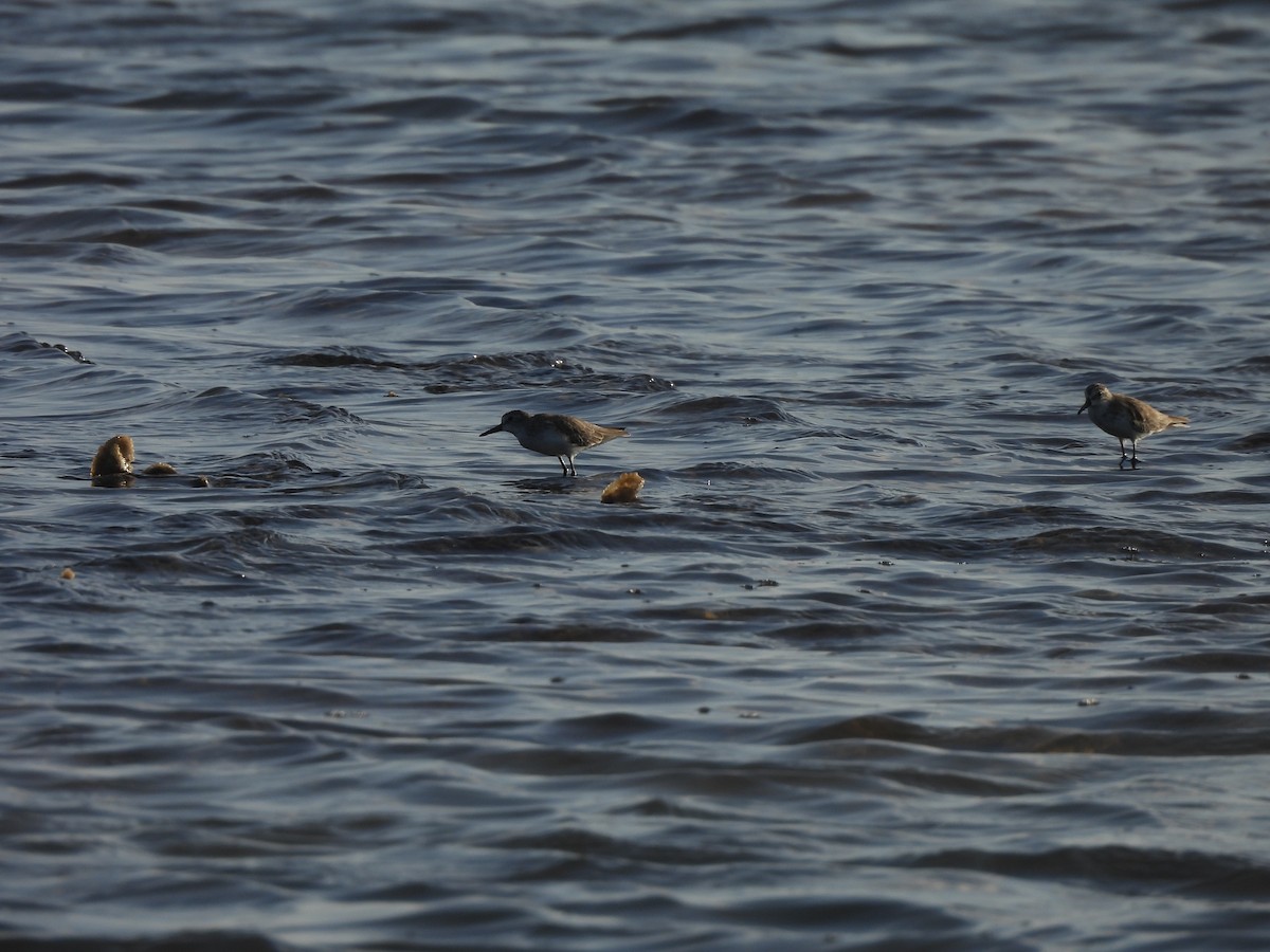 חופית אמריקנית - ML646544962