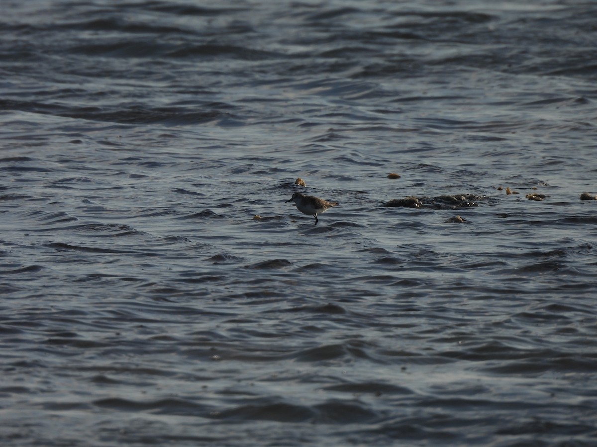 חופית אמריקנית - ML646544963