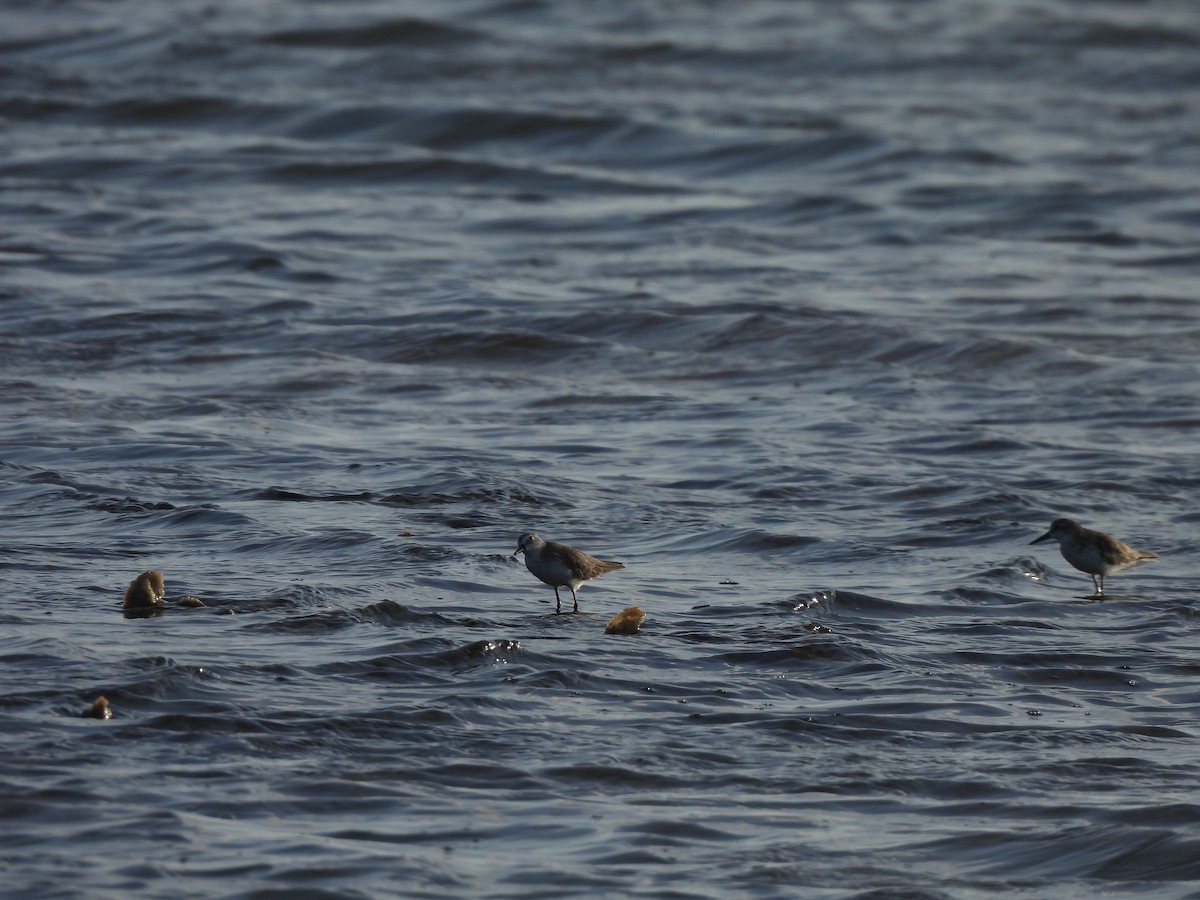 חופית אמריקנית - ML646544964