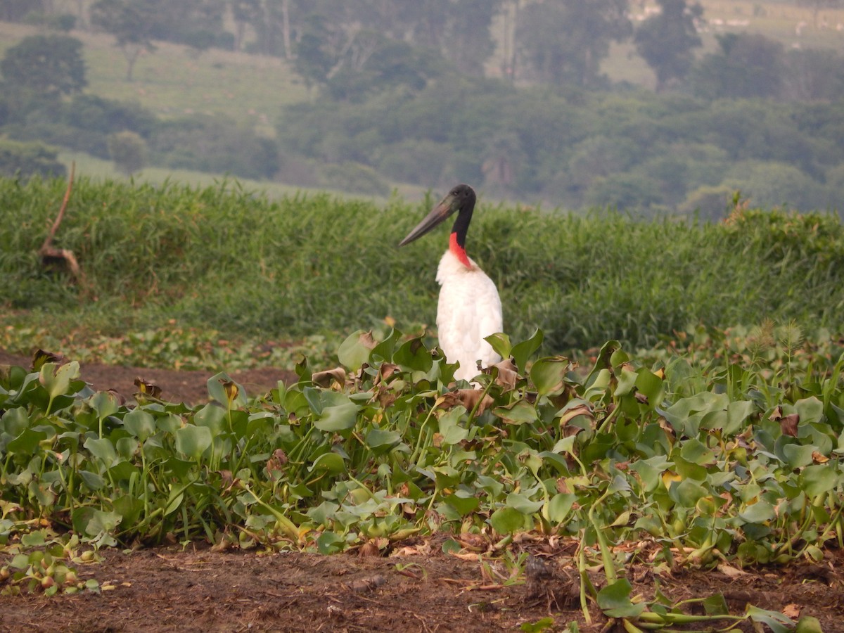 Jabirustorch - ML646544968