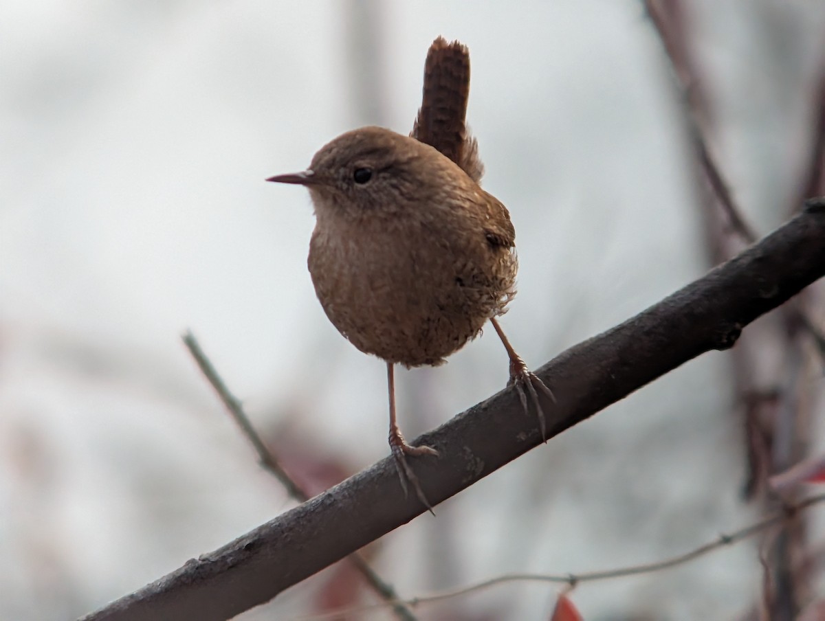 Winter Wren - ML646544969