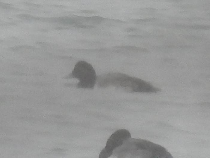 斑背潛鴨 - ML646544973