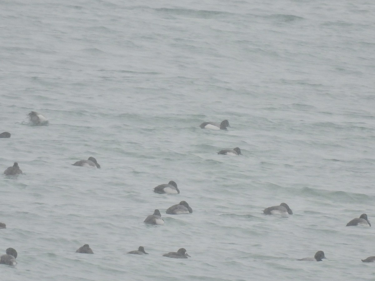 斑背潛鴨 - ML646544974