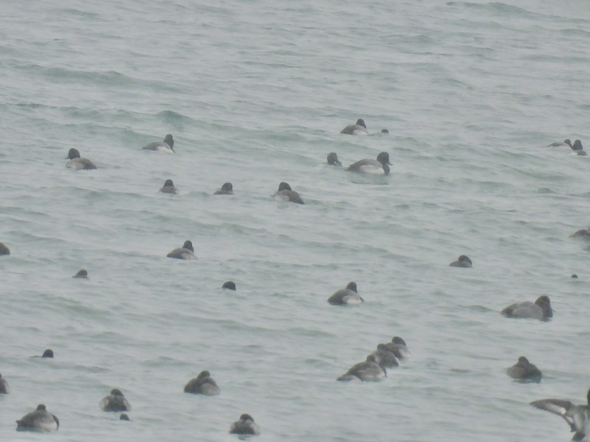 斑背潛鴨 - ML646544975