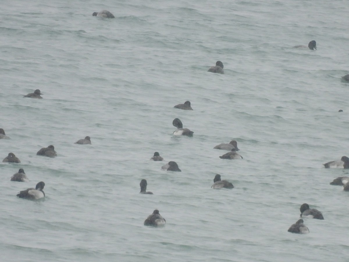 斑背潛鴨 - ML646544976