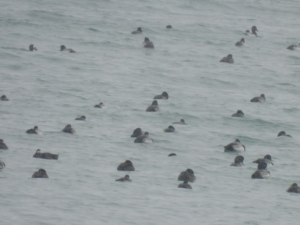 斑背潛鴨 - ML646544978