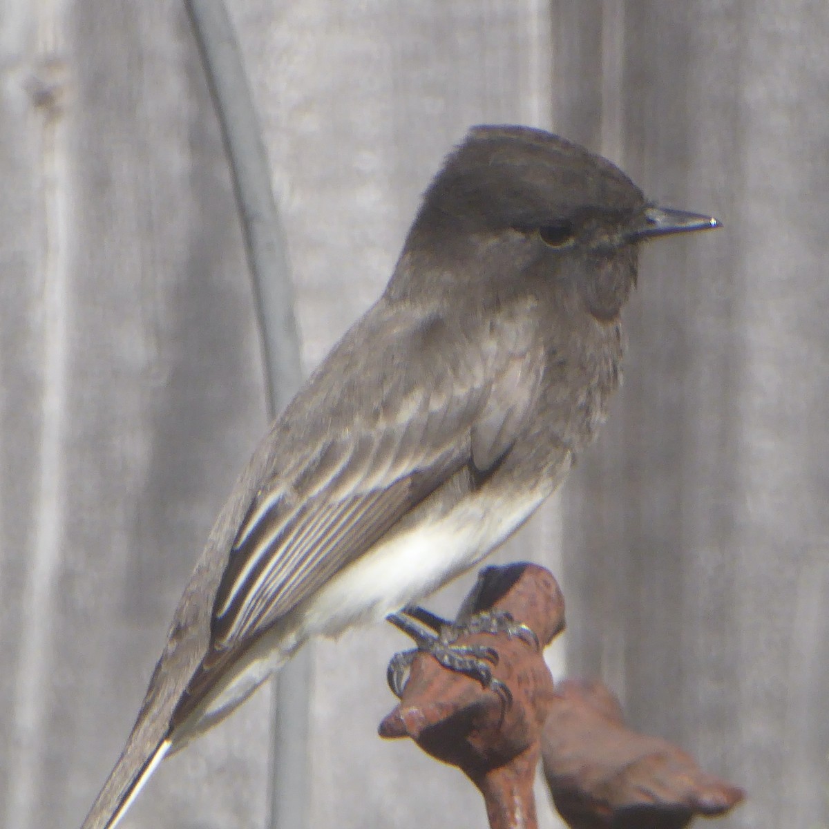 Black Phoebe - ML646544979