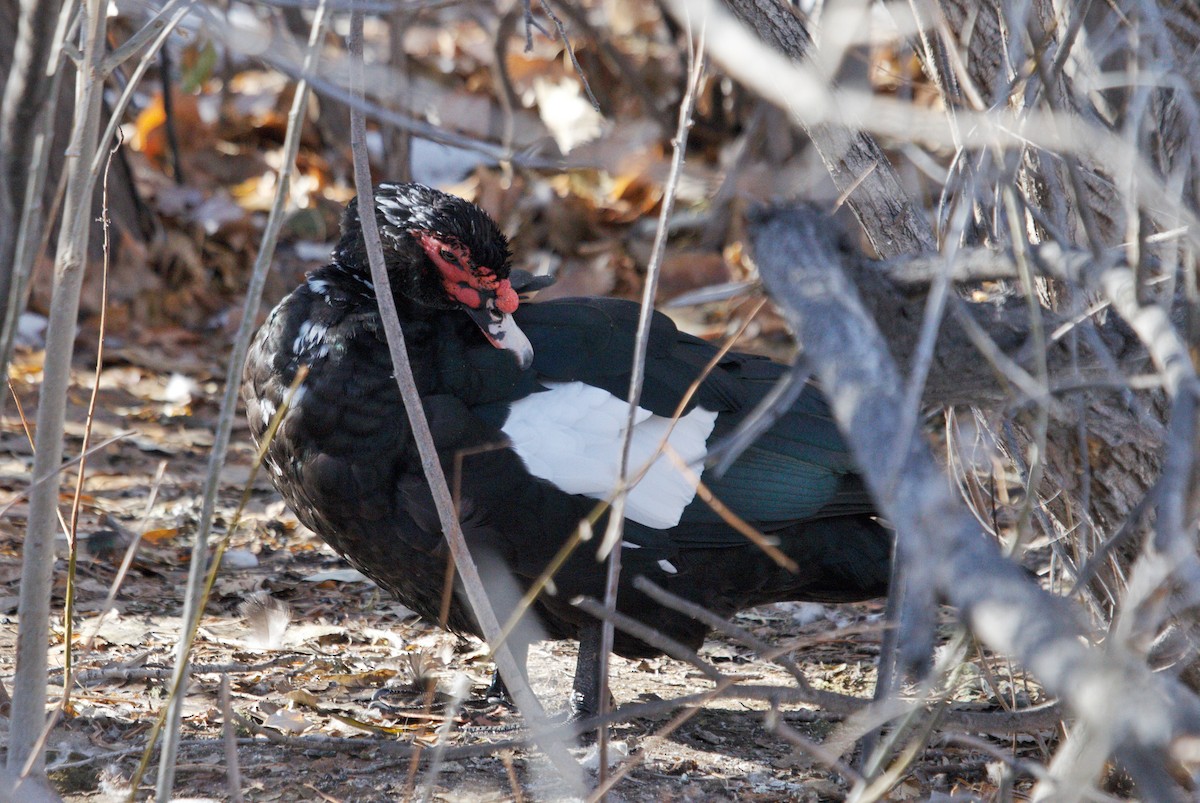 番鴨(馴化)(薑母鴨) - ML646544980