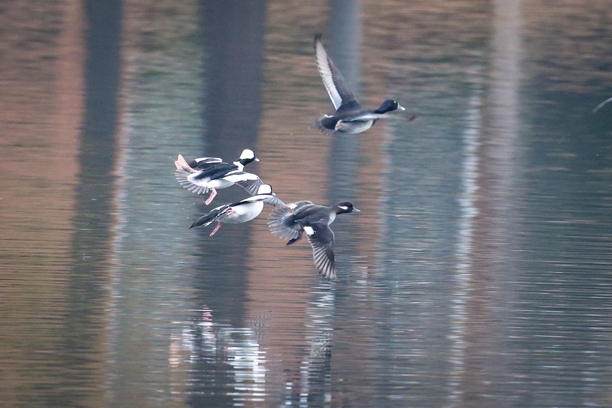 Bufflehead - ML646544982
