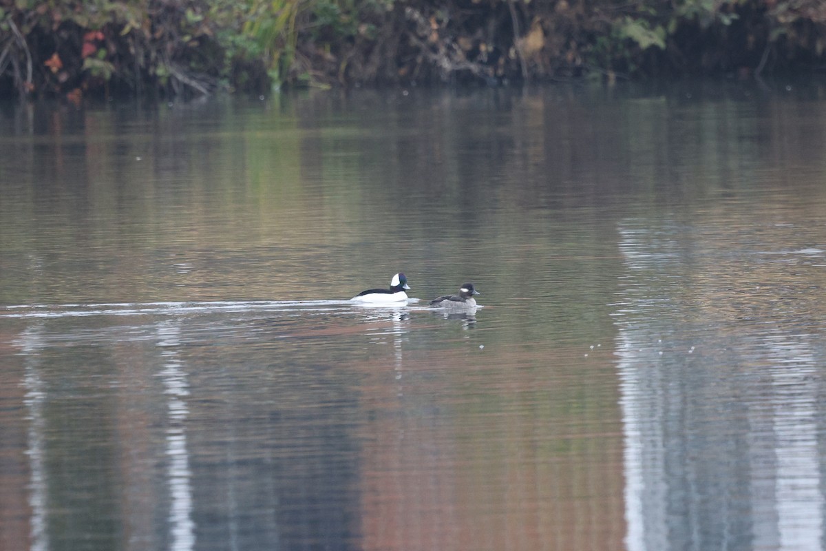 Bufflehead - ML646544983