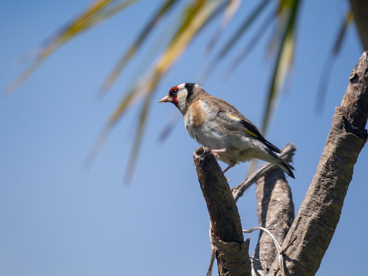 Stieglitz - ML646544984