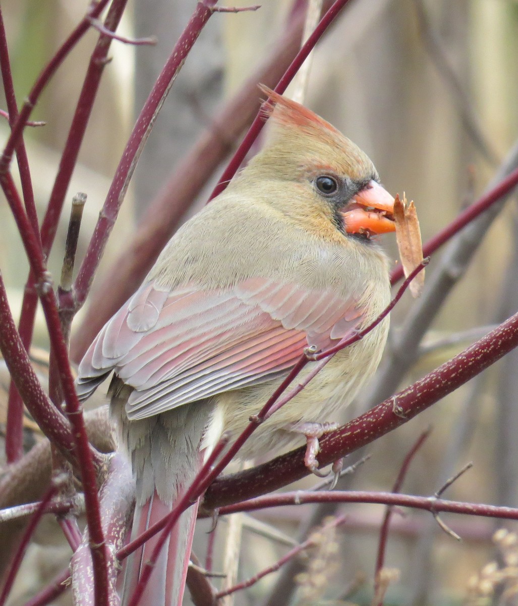 Northern Cardinal - ML646544985
