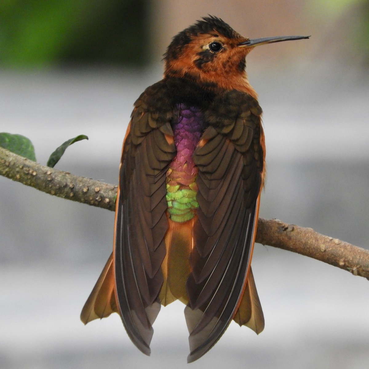 Shining Sunbeam - ML646544986