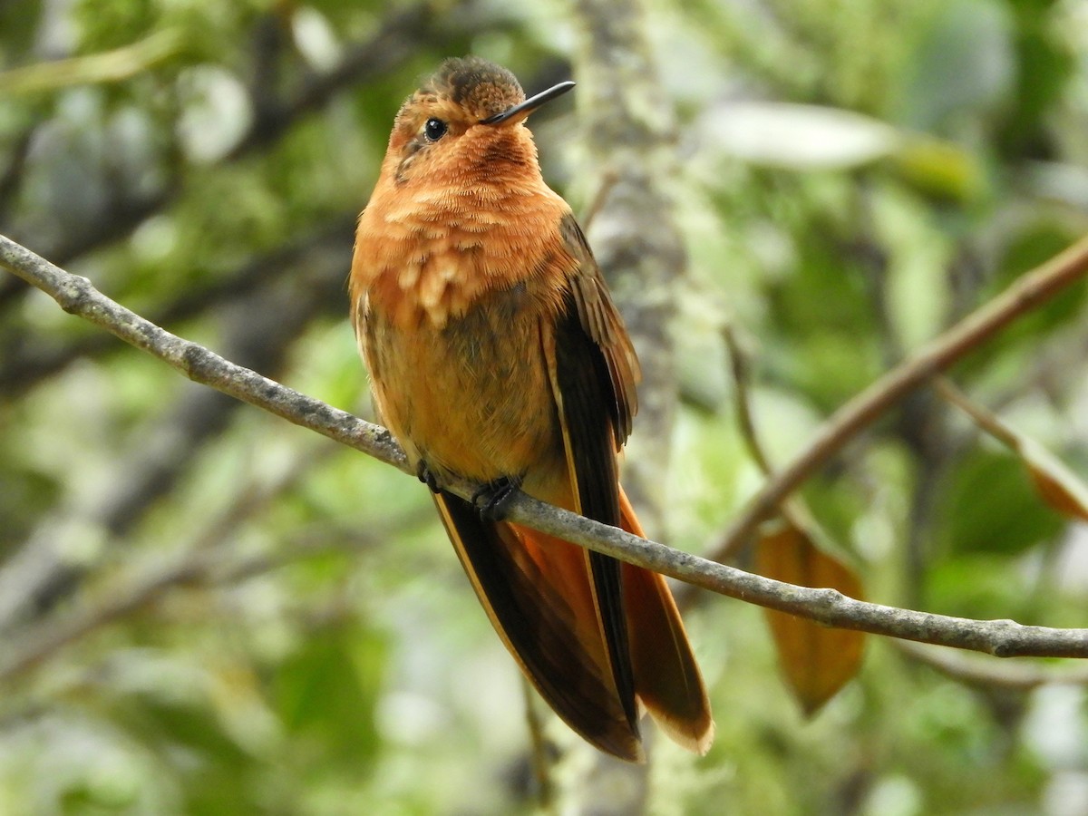 Shining Sunbeam - ML646544987