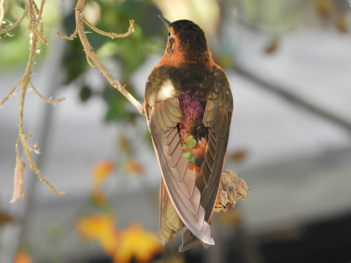 Shining Sunbeam - ML646544988