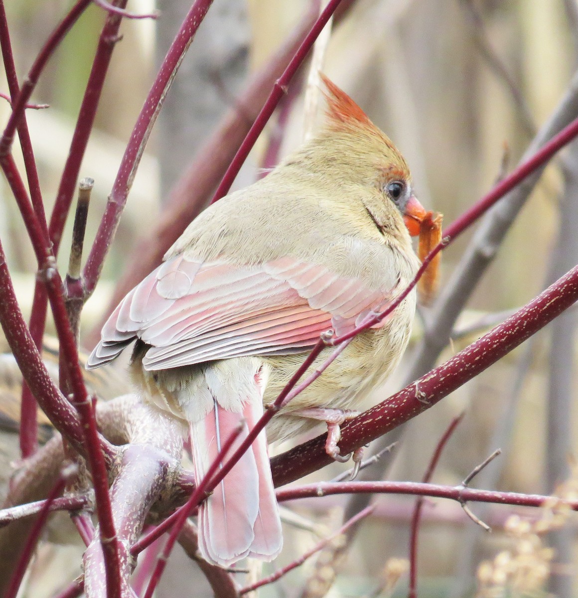 Northern Cardinal - ML646544989