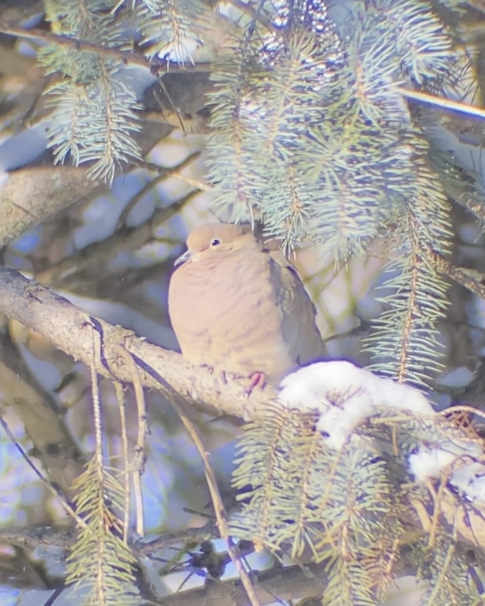 Mourning Dove - ML646544994