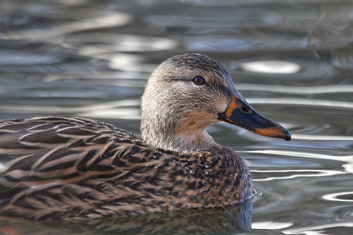 綠頭鴨 - ML646544996