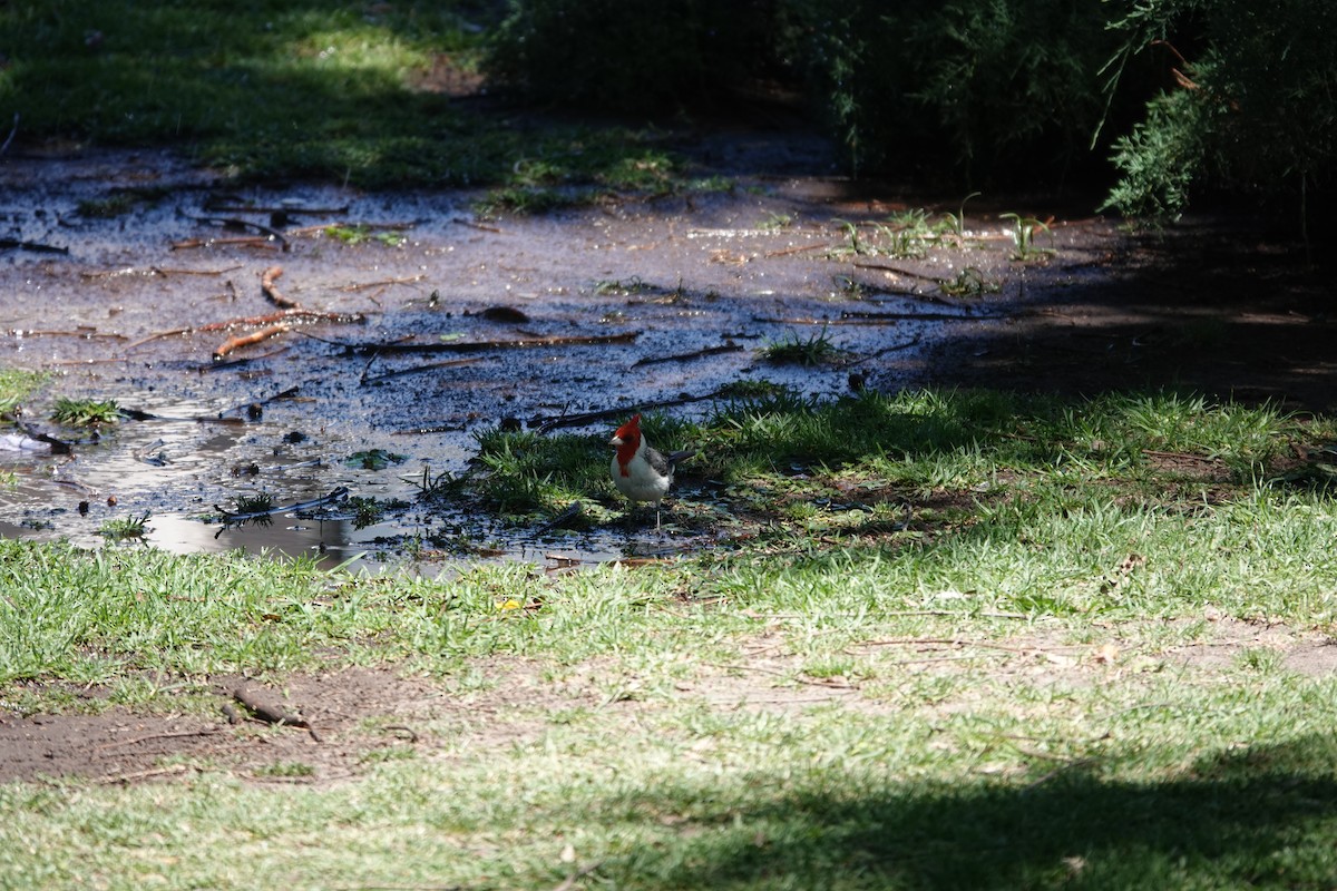 Red-crested Cardinal - ML646544997