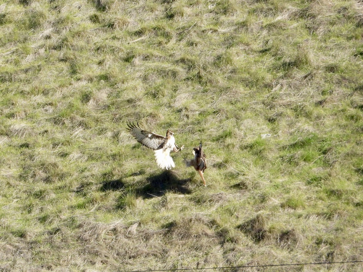 Red-tailed Hawk - ML646544999