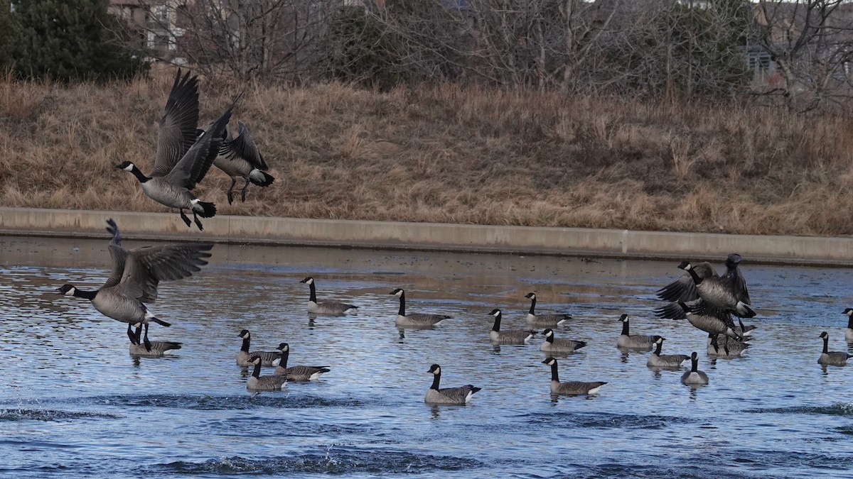 Cackling Goose - ML646545002