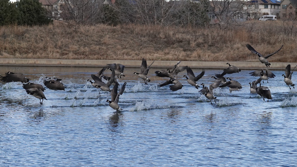 Cackling Goose - ML646545003