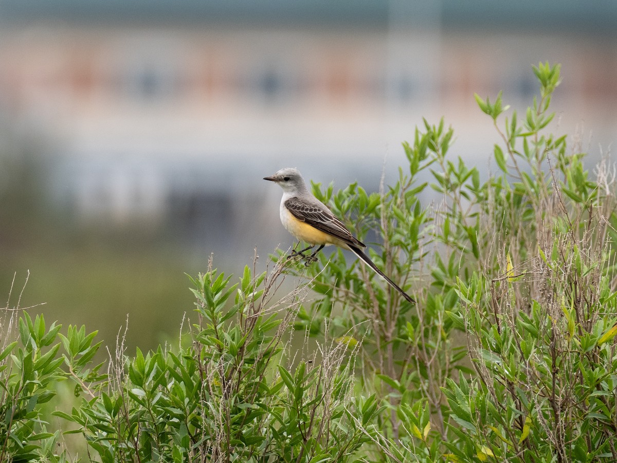 Scissor-tailed Flycatcher - ML646545004