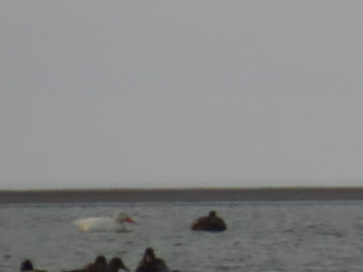 Mallard (Domestic type) - ML646545009