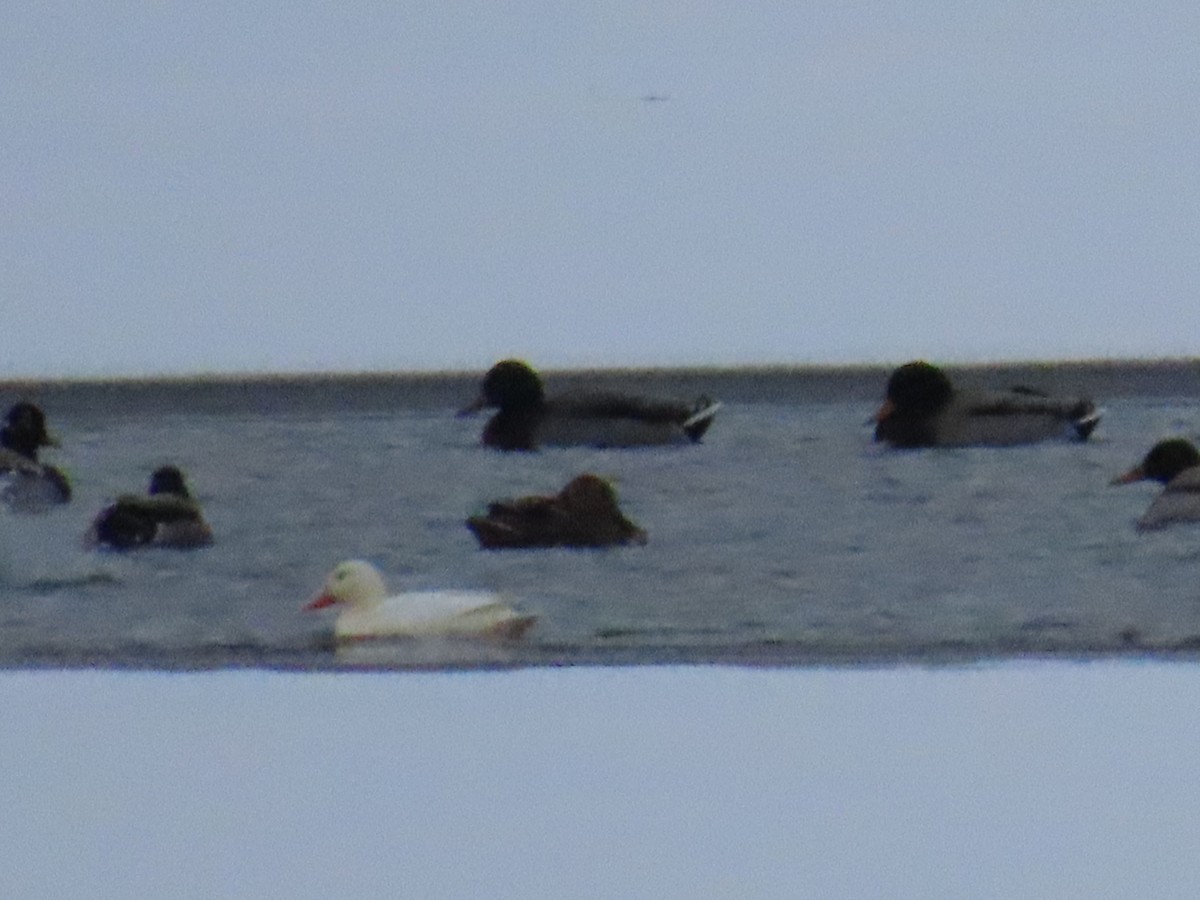 Yeşilbaş - ML646545010