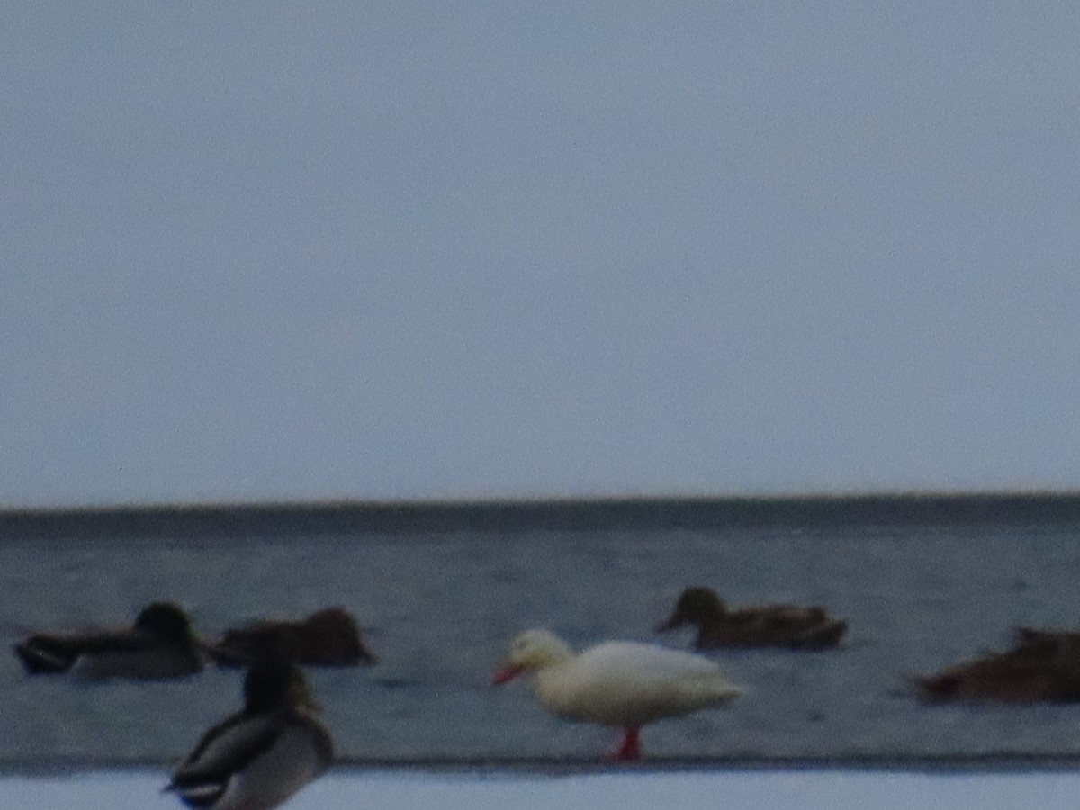 Yeşilbaş - ML646545011