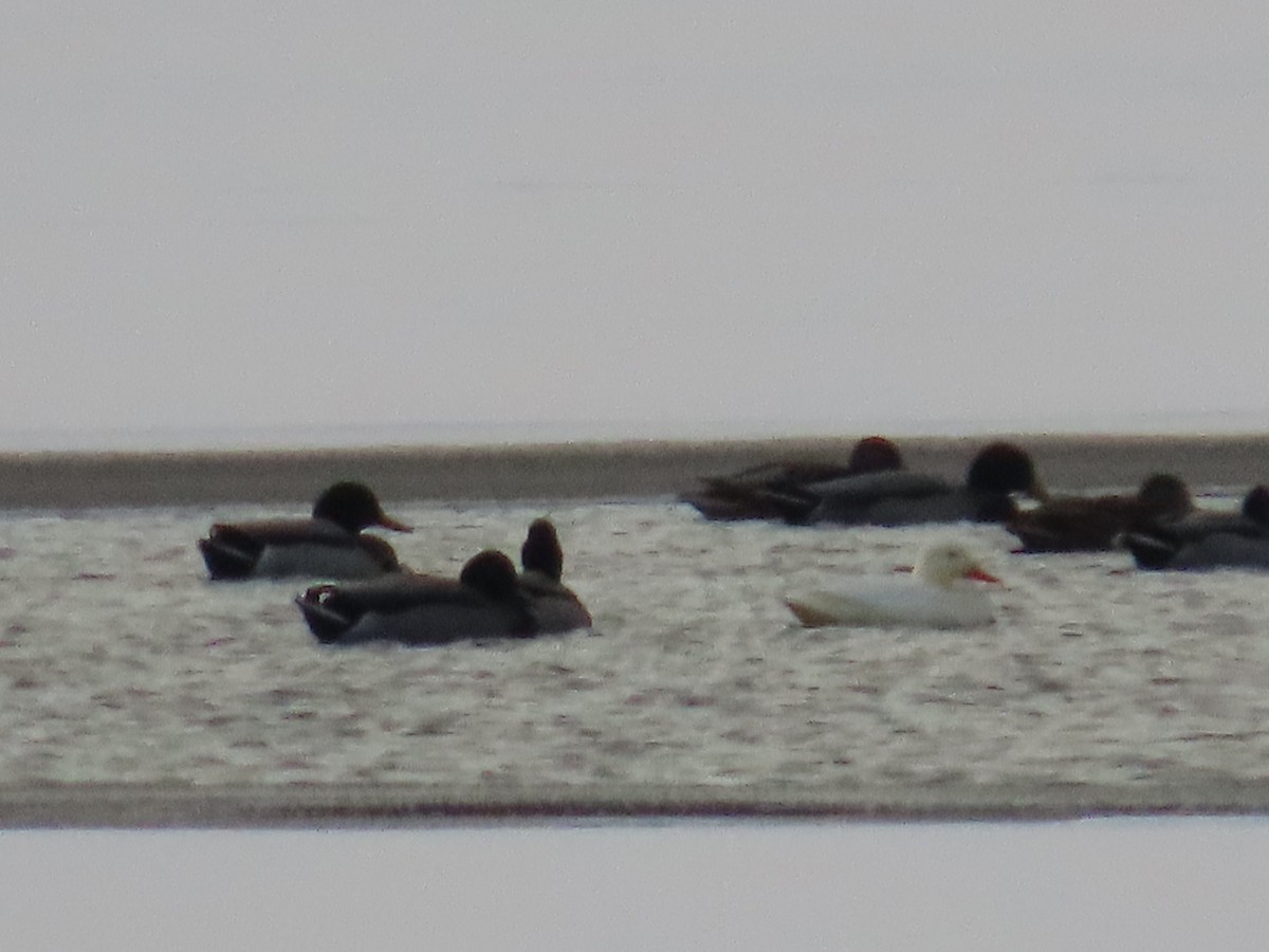 Mallard (Domestic type) - ML646545012