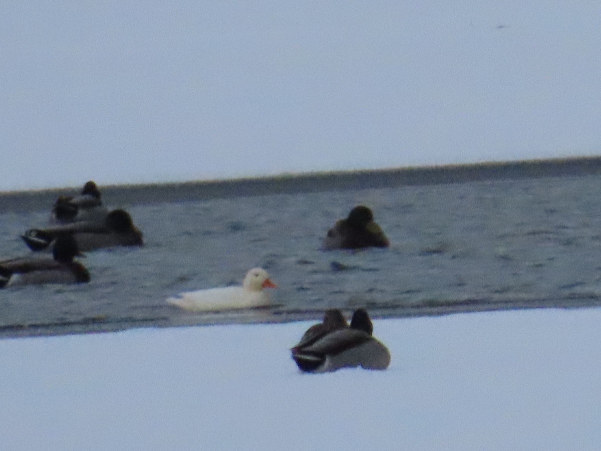 Yeşilbaş - ML646545013